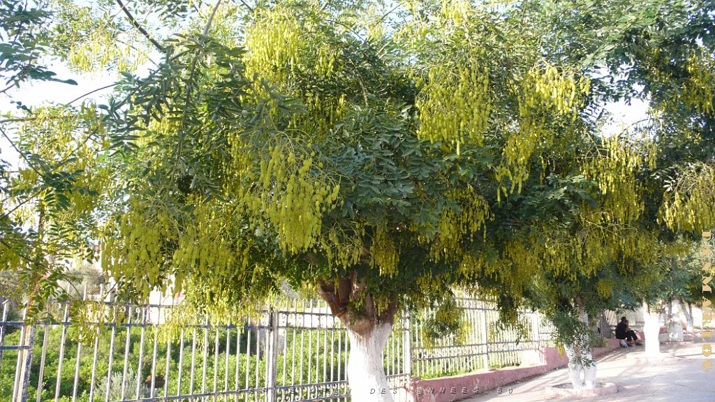 P1150554  Bel arbre a Misserghin..JPG